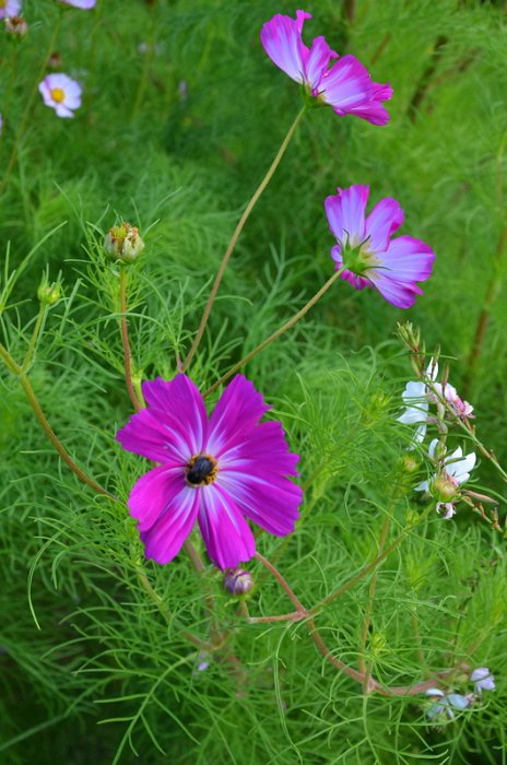 Cosmos bipinnatus 'Candy Stripe' (2)